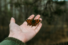 Cropped Hand Of Woman Holding Butterfly In Forest