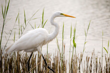 Egret Walking Amidst Grass In Lake