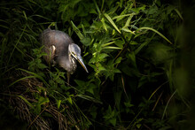 High Angle View Of Great Blue Heron Perching On Plants In Forest