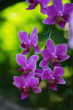 Close-up Of Purple Orchids Blooming In Garden