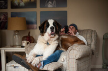 Large Saint Bernard Dog Sitting On Lap Of Man Looking At Phone In Living Room