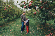 Father Carrying Plastic Bag For Son While Picking Apples From Fruit Trees At Farm