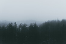 Dark and foggy Forest