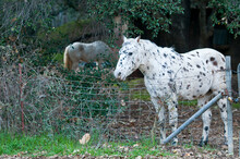 White And Black Spotted Horse