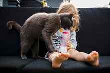 Grey Cat Trying To Drink At A Toddler Bottle Of Milk At Morning