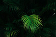 © Cavan Images - Bight palm leaf with dark palm forest background