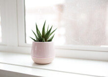 Green Succulent Plant On White Windowsill In House Angled View