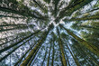 © Cavan Images - Tall green pine trees looking straight up