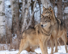 Wolves Looking Into The Distance