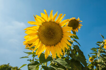 Sunflower In The Daytime