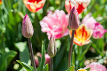 Colorful Tulip Flowers Bloom In The Spring  Garden