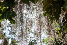 Spanish Moss Hanging From Live Oak Tree In South GA, USA