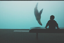 Young Boy Silhouetted Against A Sea Lion (Otariina) Tank At Aquarium