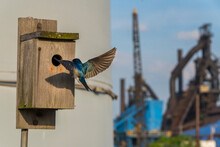 Pollution Indicator ,Tree Swallows At Their Nesting Box, Rouge River