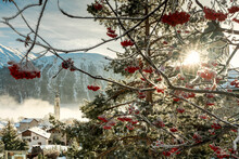 Sunburst On Red Berries Covered With Frost, Samedan