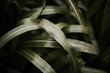 © Cavan Images - Green grass after the rain.
