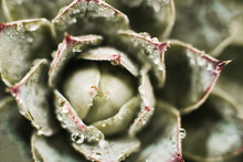 Close-up Of Succulent Plant