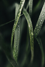 Close-up Of Wet Green Grass