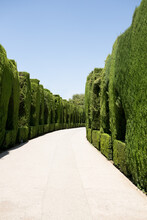 A Path Through A Curving Green Hedge