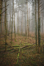 Moss Covered Tree Trunks On The Forest Floor In The Fog