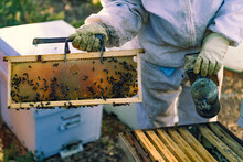 Bees And Hive With Honey
