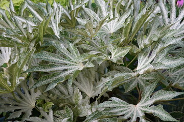 Sticker - Glossy-leaf paper plant, Fatsia japonica (Spiders Web), variegated leaf.