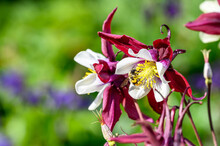 Honeybee Pollinating A Classic Red And White Columbine Flower Growing In A Sunny Spring Garden
