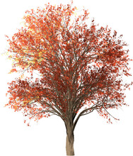 Autumn Tree Isolated