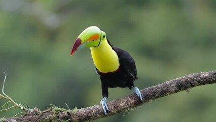 a slow motion clip of a keel-billed toucan calling at boca tapada in costa rica