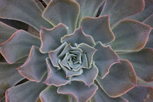 Succulent Plant Detail