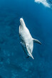 Indian Ocean Bottlenose Dolphin