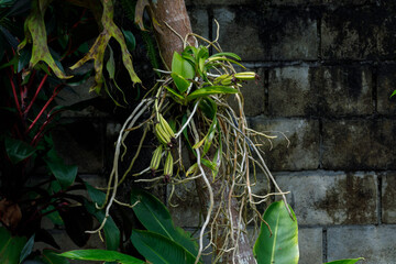 an orchid and a messy root on the tree