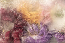 Abstract Background Of Frozen Dahlia Flowers In Water, Milk And Ice
