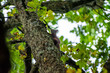Wiewiórka na drzewie 