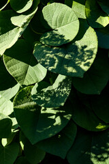 Wall Mural - green leaves with shadow in sunny day