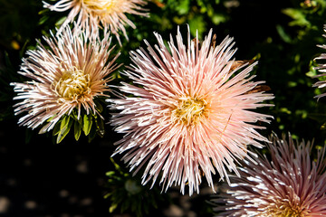 Wall Mural - flower of a pink chrysanthemum in sunny autumn garden