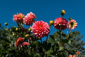 Wall Mural - red flowers in the garden on the blue sky