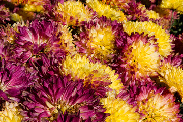 Wall Mural - background of yellow and lilac chrysanthemum flowers in autumn garden