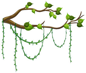 tree branch with liana isolated