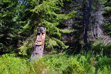 Face carved in the trunk of a tree standing by the forest path