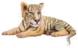 Watercolor hand painted lying tiger cub, isolated on a transparent background