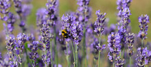 Bumblebee Insect Sucking The Nectar From The Fragrant Lavender Flowers Useful For Pollinating