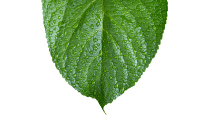 Rain drops on green leaf. Big water drop Water on green leaf on solated white background