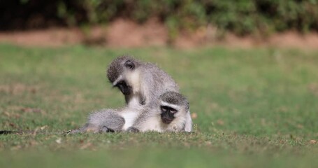 Wall Mural - Two vervet monkeys are playing in the garden