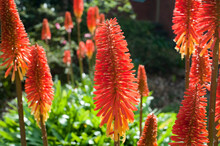 Red Hot Poker Or Torch Lily