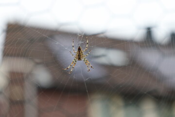 spider an a web with a background of houses