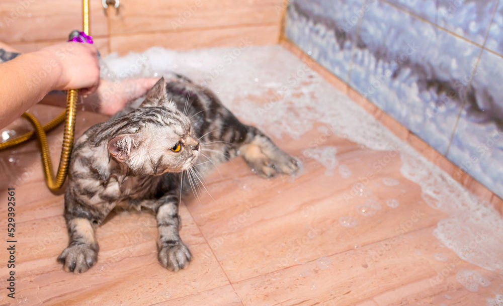 Stock-Foto „Bathing animals, grooming, brushing, drying and styling ...