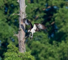 Osprey With Open Wings Landing On Tree Branch