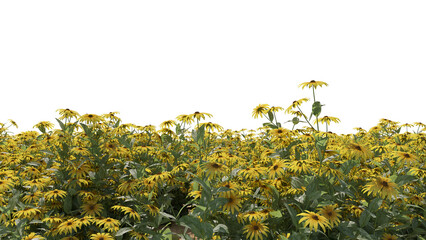 Sticker - Black eyed susan fields, yellow flowers field	