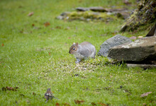 Grey Squirrel Eating Seeds In A Garden That Have Been Scattered On A Lawn Near Rocks Keeping A Beady Eye On The Camera